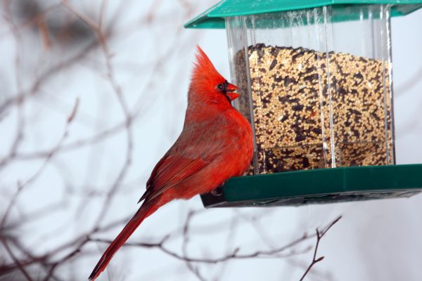 Bird Feeder Hanging in Hilliard